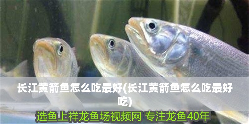 長(zhǎng)江黃箭魚(yú)怎么吃最好(長(zhǎng)江黃箭魚(yú)怎么吃最好吃)