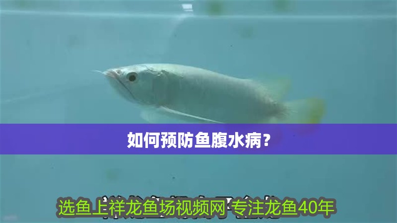 如何預防魚腹水病？