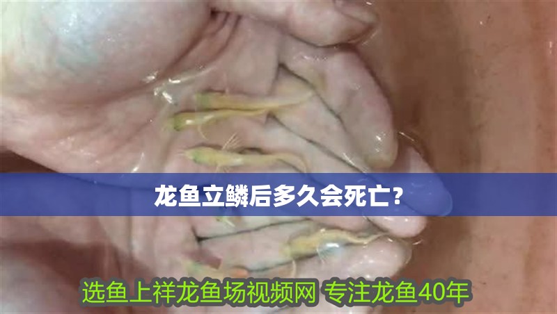 龍魚立鱗后多久會死亡？