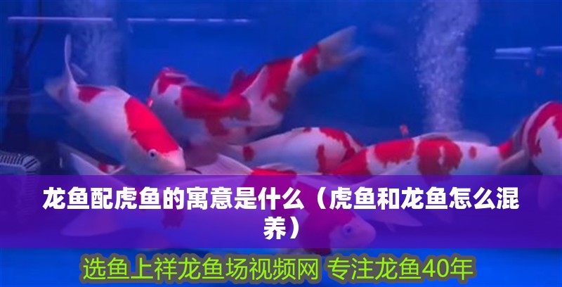 龍魚配虎魚的寓意是什么（虎魚和龍魚怎么混養）