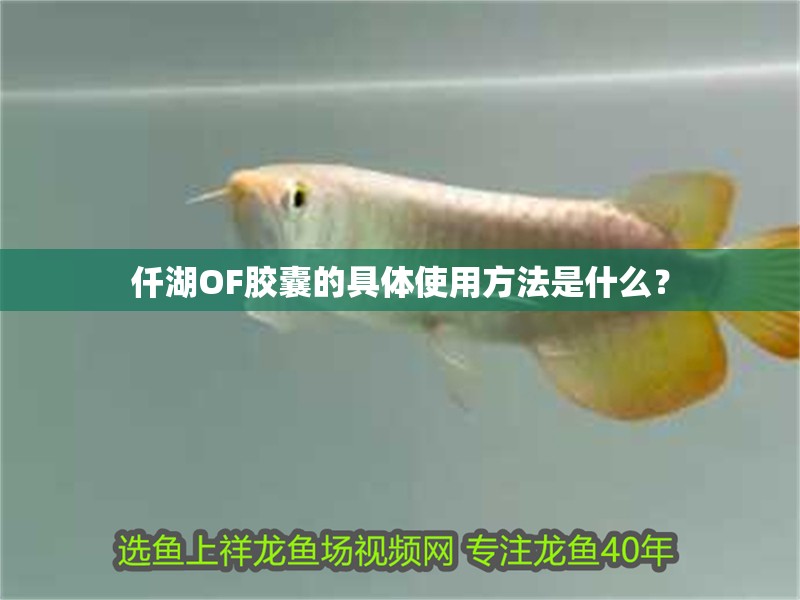 仟湖OF膠囊的具體使用方法是什么？