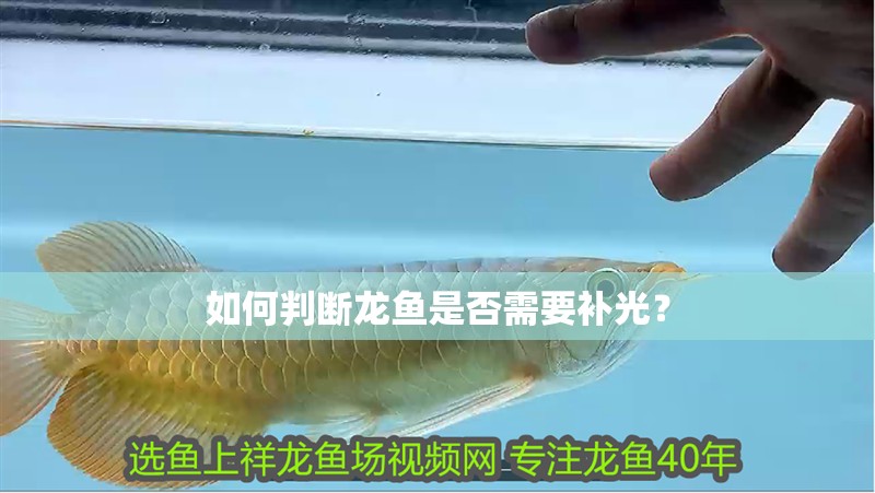 如何判斷龍魚是否需要補光？