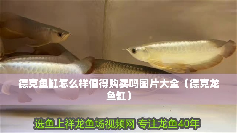 德克魚缸怎么樣值得購買嗎圖片大全（德克龍魚缸） 德克魚缸怎么樣值得購買嗎圖片大全（德克龍魚缸） 觀賞魚百科