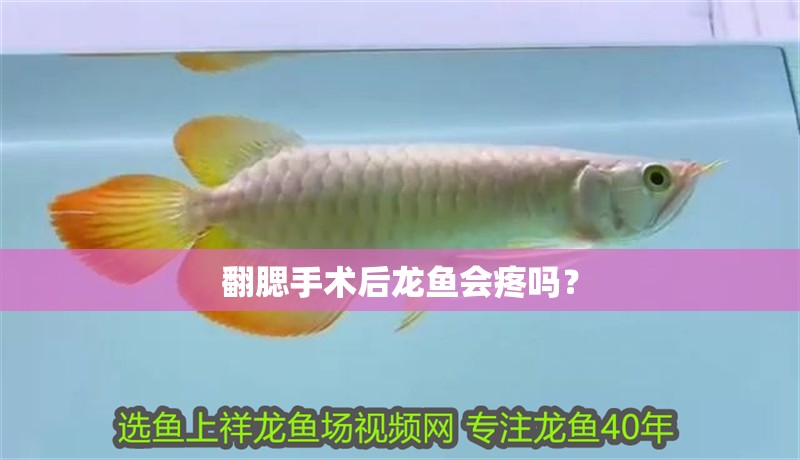 翻腮手術后龍魚會疼嗎？