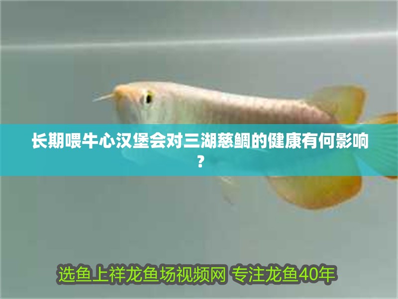 長期喂牛心漢堡會對三湖慈鯛的健康有何影響？