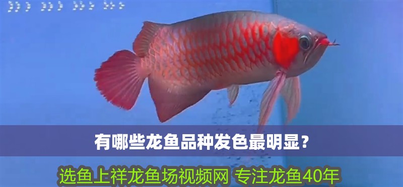 有哪些龍魚品種發色最明顯？