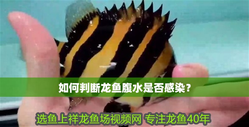 如何判斷龍魚腹水是否感染？