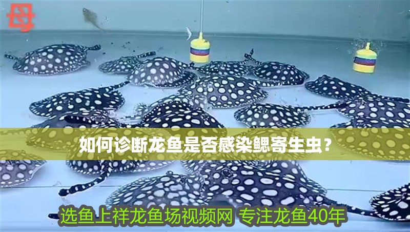 如何診斷龍魚是否感染鰓寄生蟲？