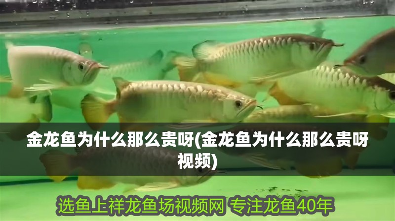 金龍魚為什么那么貴呀(金龍魚為什么那么貴呀視頻)