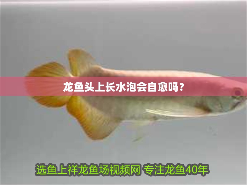 龍魚頭上長水泡會自愈嗎？