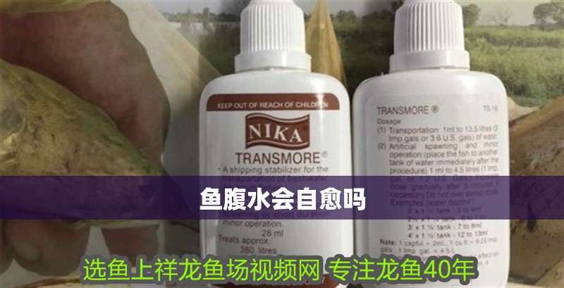 魚腹水會自愈嗎