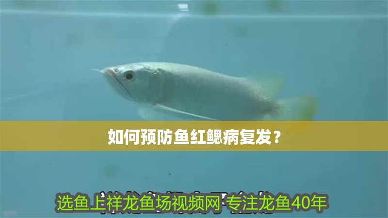 如何預(yù)防魚紅鰓病復(fù)發(fā)？