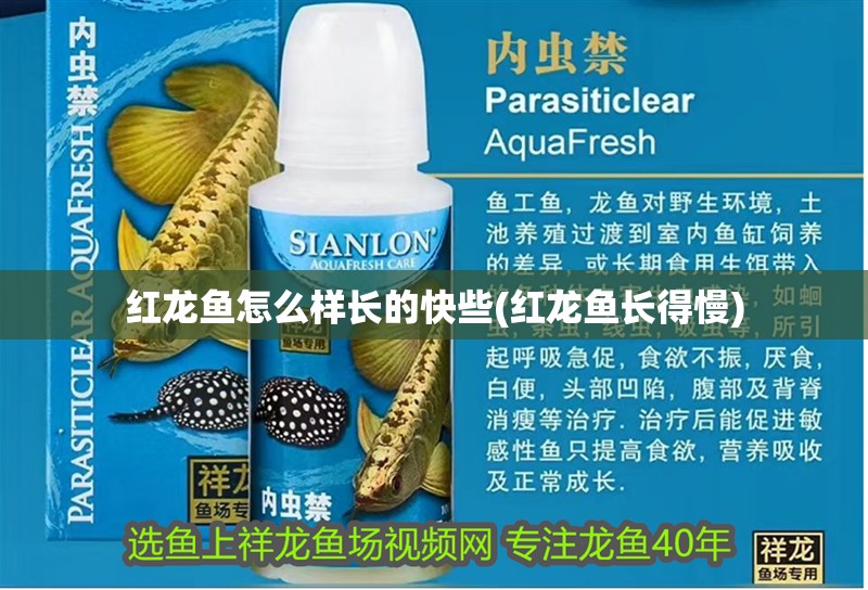 紅龍魚怎么樣長(zhǎng)的快些(紅龍魚長(zhǎng)得慢) 紅龍魚怎么樣長(zhǎng)的快些(紅龍魚長(zhǎng)得慢) 觀賞魚百科