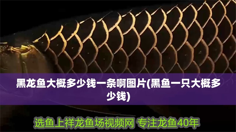 黑龍魚大概多少錢一條啊圖片(黑魚一只大概多少錢)