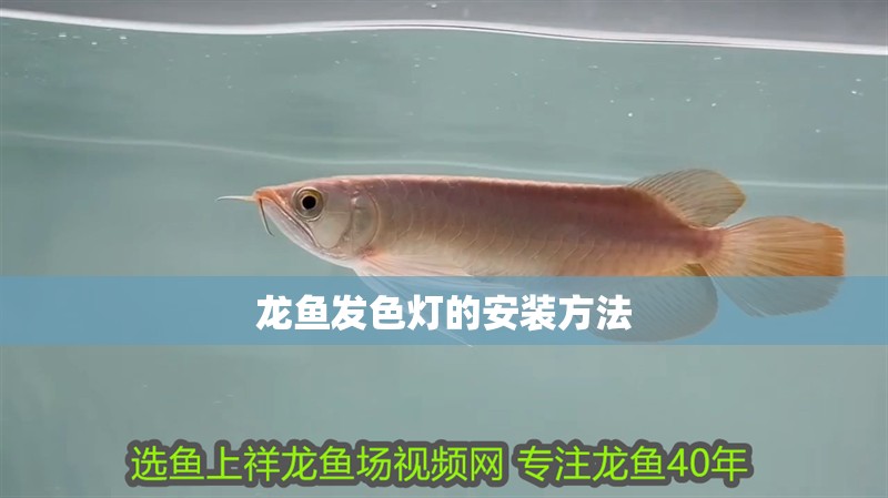 龍魚發色燈的安裝方法