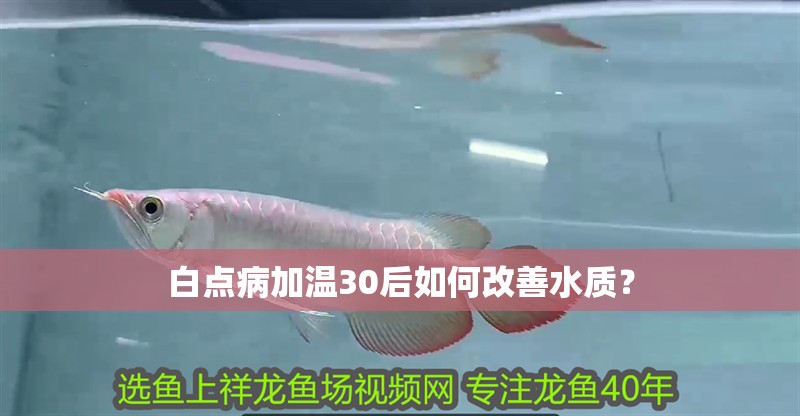白點病加溫30后如何改善水質？ 白點病加溫30后如何改善水質？ 龍魚百科