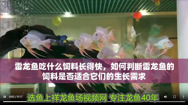 雷龍魚吃什么飼料長得快，如何判斷雷龍魚的飼料是否適合它們的生長需求 雷龍魚吃什么飼料長得快，如何判斷雷龍魚的飼料是否適合它們的生長需求 觀賞魚百科