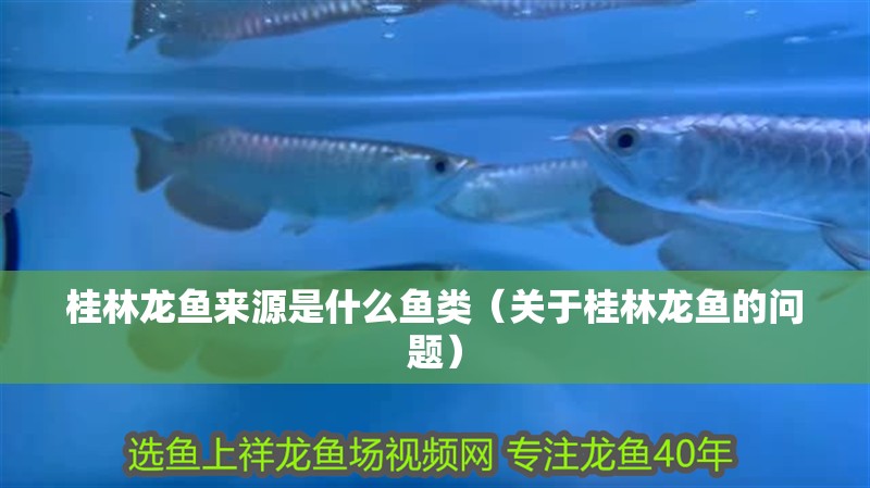 桂林龍魚來源是什么魚類（關于桂林龍魚的問題）