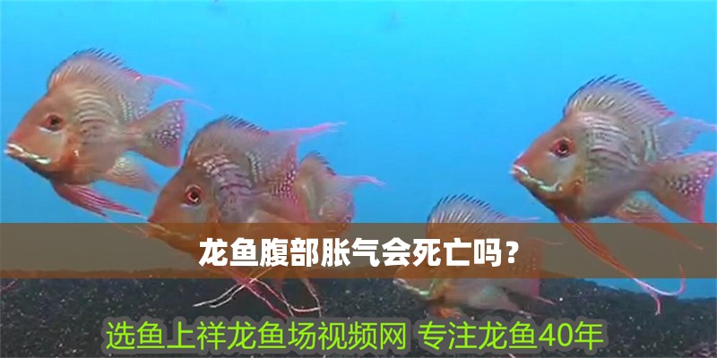龍魚腹部脹氣會死亡嗎？ 龍魚腹部脹氣會死亡嗎？ 龍魚百科