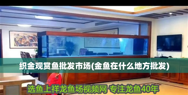 織金觀賞魚批發市場(金魚在什么地方批發)