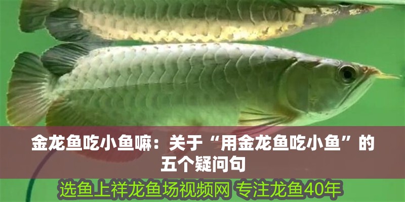 金龍魚吃小魚嘛：關于“用金龍魚吃小魚”的五個疑問句