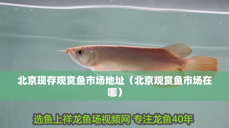 北京現(xiàn)存觀賞魚(yú)市場(chǎng)地址（北京觀賞魚(yú)市場(chǎng)在哪）