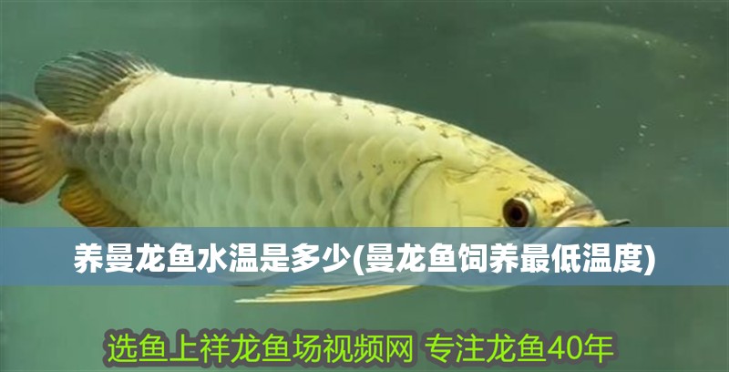 養曼龍魚水溫是多少(曼龍魚飼養最低溫度)