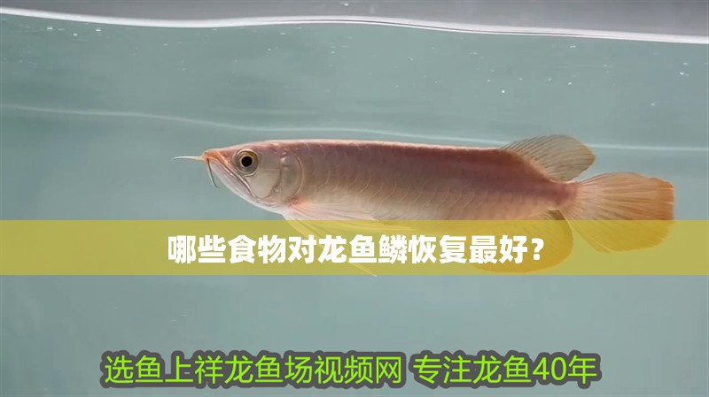 哪些食物對龍魚鱗恢復最好？