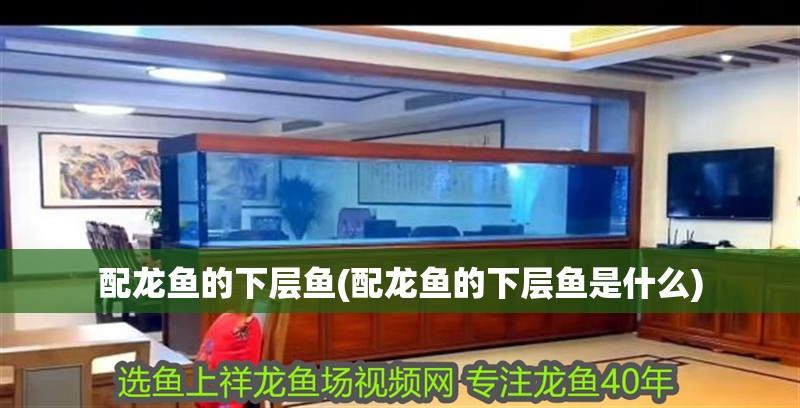 配龍魚的下層魚(配龍魚的下層魚是什么)