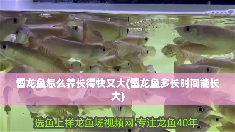 雷龍魚怎么養長得快又大(雷龍魚多長時間能長大)