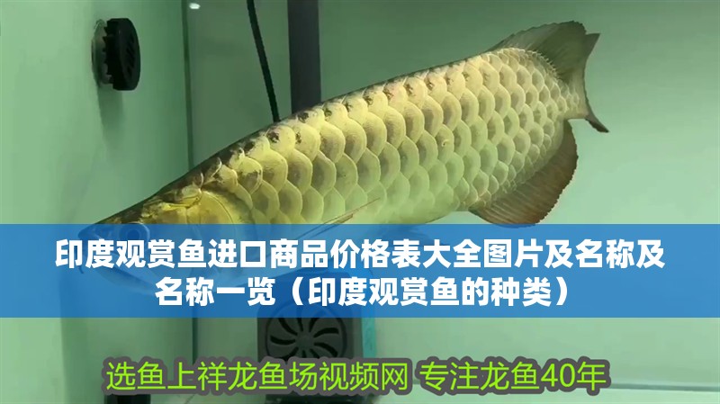 印度觀賞魚進口商品價格表大全圖片及名稱及名稱一覽（印度觀賞魚的種類）