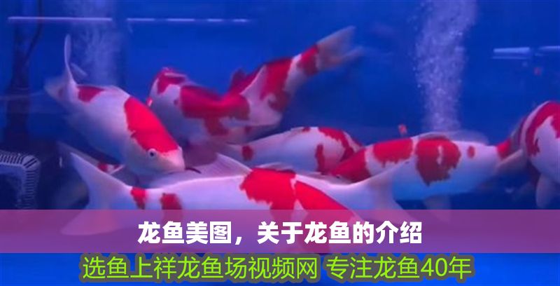 龍魚美圖，關于龍魚的介紹 龍魚美圖，關于龍魚的介紹 龍魚百科 第1張