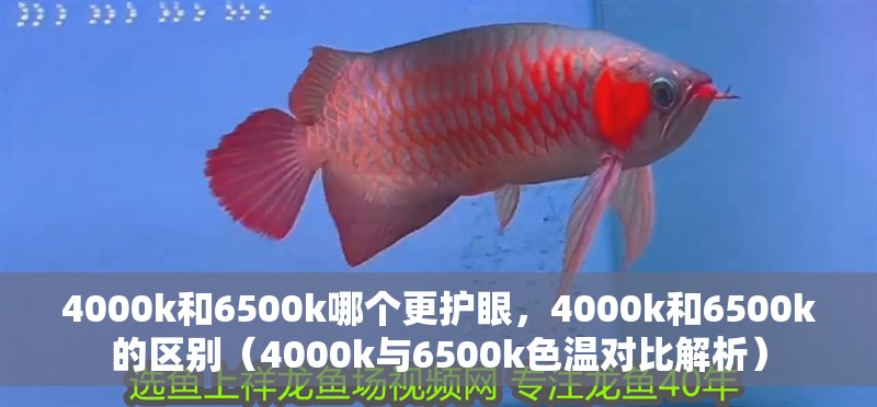 4000k和6500k哪個更護眼，4000k和6500k的區別（4000k與6500k色溫對比解析）