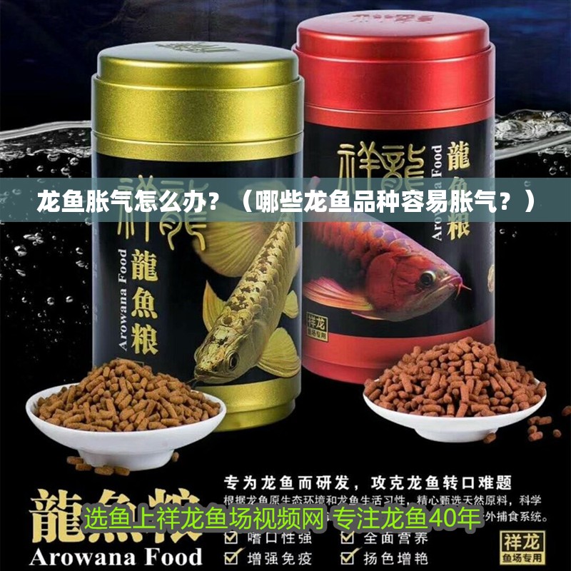 龍魚脹氣怎么辦？（哪些龍魚品種容易脹氣？）