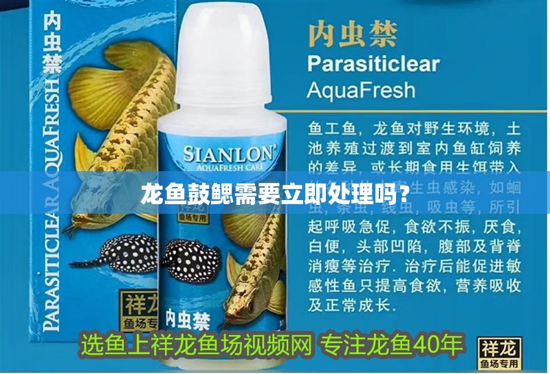 龍魚鼓鰓需要立即處理嗎？ 龍魚鼓鰓需要立即處理嗎？ 龍魚論壇