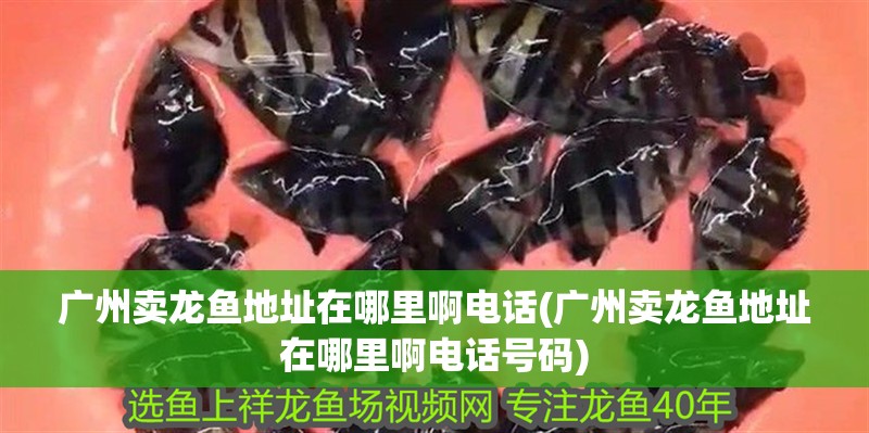 廣州賣龍魚地址在哪里啊電話(廣州賣龍魚地址在哪里啊電話號碼) 廣州賣龍魚地址在哪里啊電話(廣州賣龍魚地址在哪里啊電話號碼) 觀賞魚百科