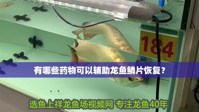 有哪些藥物可以輔助龍魚鱗片恢復？