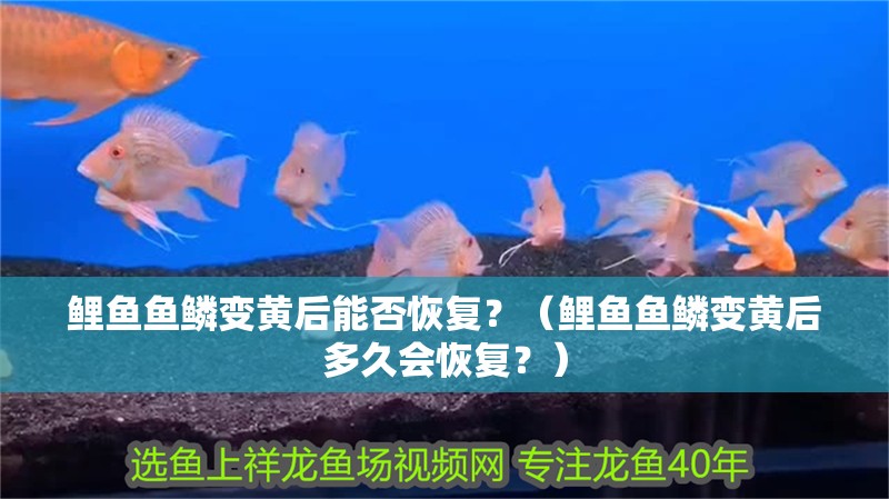 鯉魚魚鱗變黃后能否恢復(fù)？（鯉魚魚鱗變黃后多久會恢復(fù)？）