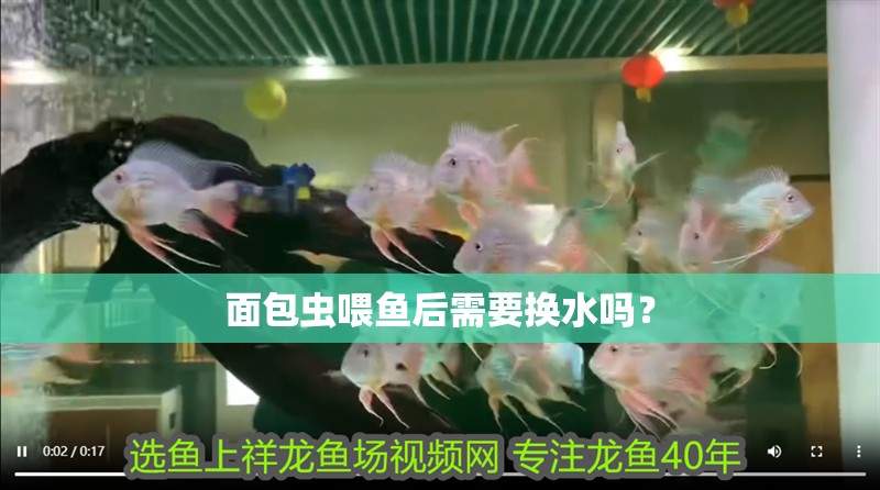面包蟲喂魚后需要換水嗎？