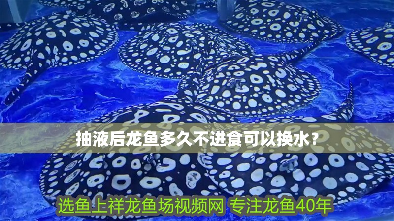 抽液后龍魚多久不進食可以換水？