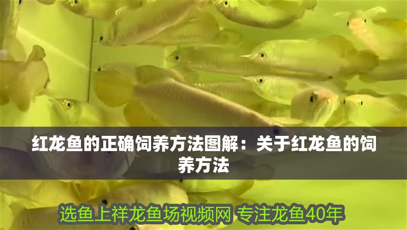 紅龍魚的正確飼養方法圖解：關于紅龍魚的飼養方法