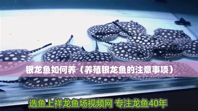 銀龍魚如何養(yǎng)（養(yǎng)殖銀龍魚的注意事項(xiàng)）