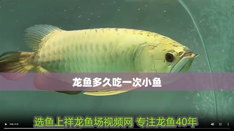 龍魚多久吃一次小魚