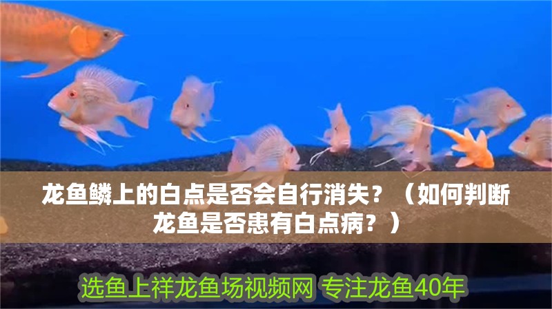 龍魚鱗上的白點是否會自行消失？（如何判斷龍魚是否患有白點病？）