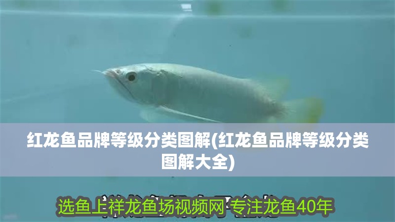 紅龍魚品牌等級分類圖解(紅龍魚品牌等級分類圖解大全)
