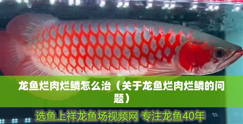 龍魚爛肉爛鱗怎么治（關于龍魚爛肉爛鱗的問題）