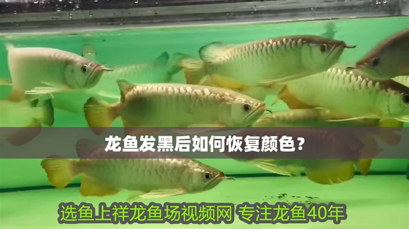 龍魚發(fā)黑后如何恢復(fù)顏色？