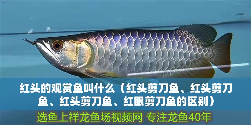魚缸造景先放沙還是先放水(魚缸造景先鋪沙還是先放石頭) 紅頭的觀賞魚叫什么(紅頭剪刀魚、紅頭剪刀魚、紅頭剪刀魚、紅眼剪刀魚的區別) 觀賞魚百科 紅頭的觀賞魚叫什么(紅頭剪刀魚、紅頭剪刀魚、紅頭剪刀魚、紅眼剪刀魚的區別) 紅頭的觀賞魚叫什么(紅頭剪刀魚、紅頭剪刀魚、紅頭剪刀魚、紅眼剪刀魚的區別) 觀賞魚百科