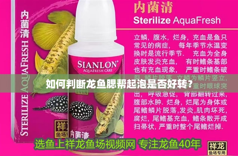 如何判斷龍魚腮幫起泡是否好轉？ 如何判斷龍魚腮幫起泡是否好轉？ 龍魚百科