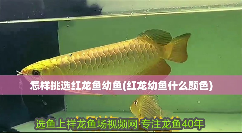 怎樣挑選紅龍魚幼魚(紅龍幼魚什么顏色)